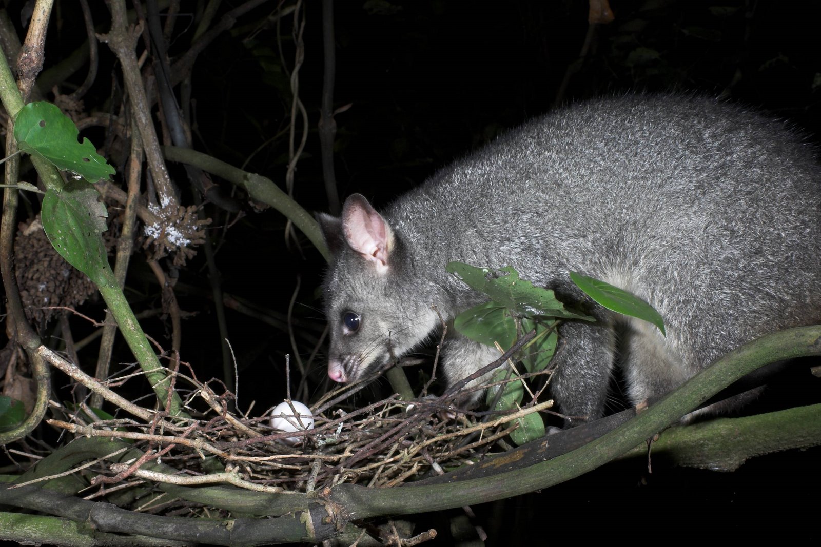 Predator possum approaching a bird's egg in the nest