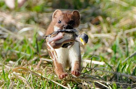 Stoat with baby bird in its mouth