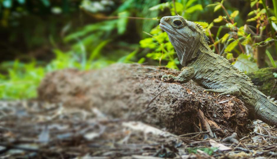 Tuatara; Brook Business Club Members; Wildlife