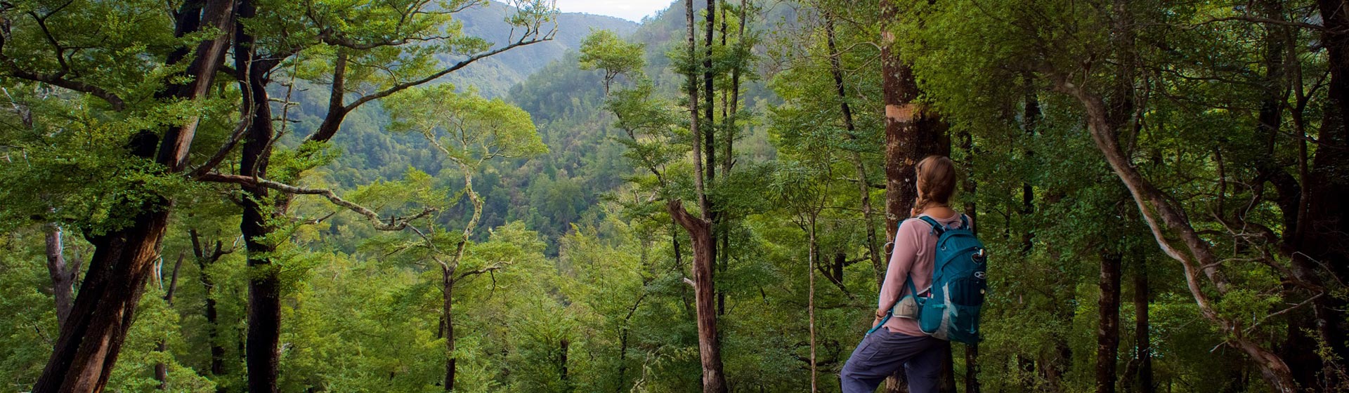 Brook Waimārama Sanctuary; admission prices; scenery; visitor; what to see and do