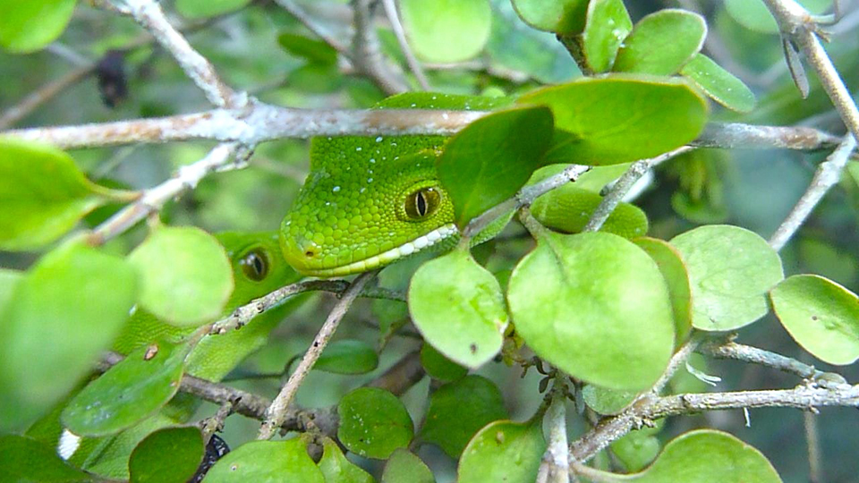 gecko; Get involved; reptiles; wildlife; Brook Sanctuary
