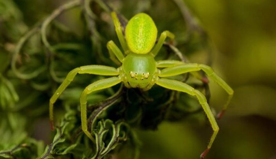 Brook Waimārama Sanctuary; Green Spider;