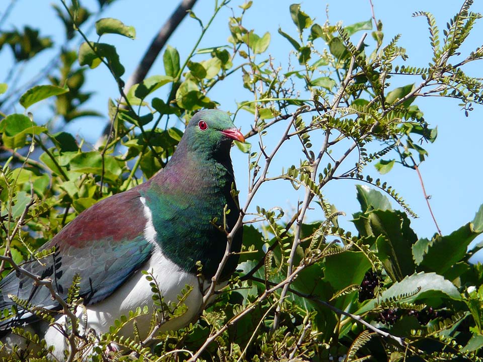 Kererū