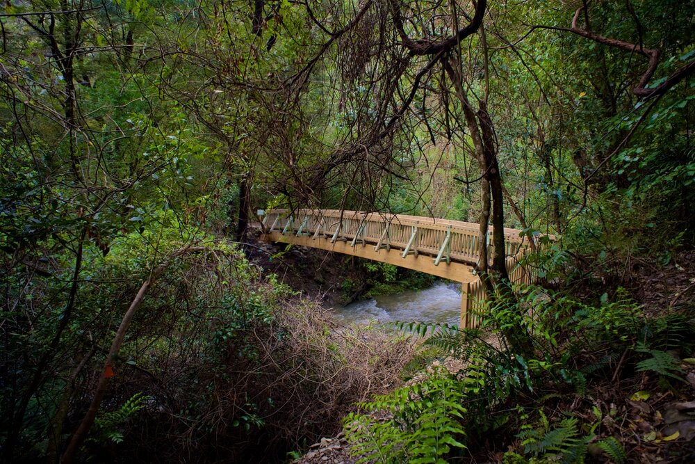 New Bridge by Andy MacDonald - Brook Waimārama Sanctuary | Returning Nature to the Nelson Region