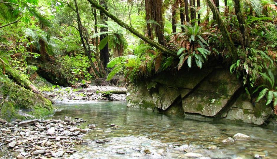 Brook Stream; Brook Waimārama Sanctuary Foundation; Brook Sanctuary; Stream;