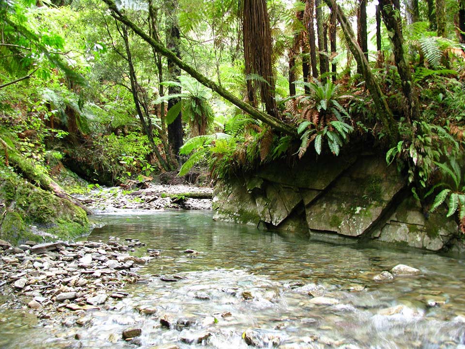 Brook Stream; Brook Waimārama Sanctuary Foundation; Brook Sanctuary; stream;
