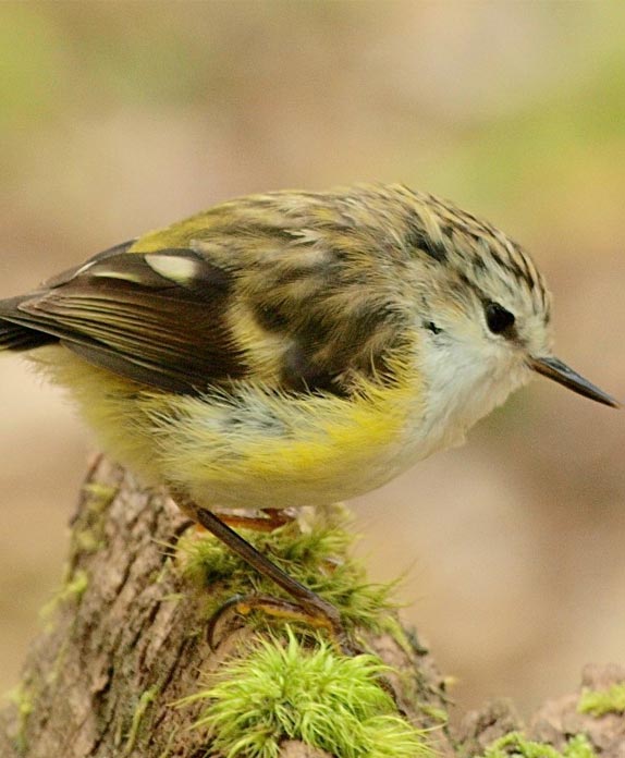 Titipounamu (rifleman); bird; Brook Sanctuary; wildlife