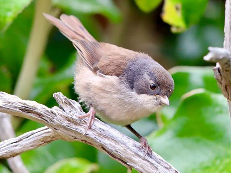 Pipipi; Brown creeper; bird; Brook Sanctuary; wildlife