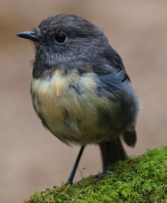 Get involved; kakaruai; South Island Robin; wildlife; birds; Brook Sanctuary