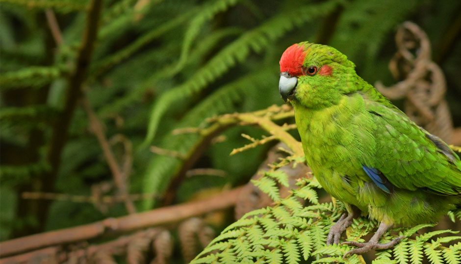 Sponsor A Fencepost; Birds; Red Crested Parakeet