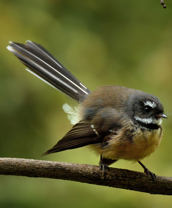 Piwakawaka; birds; wildlife; Brook Sanctuary