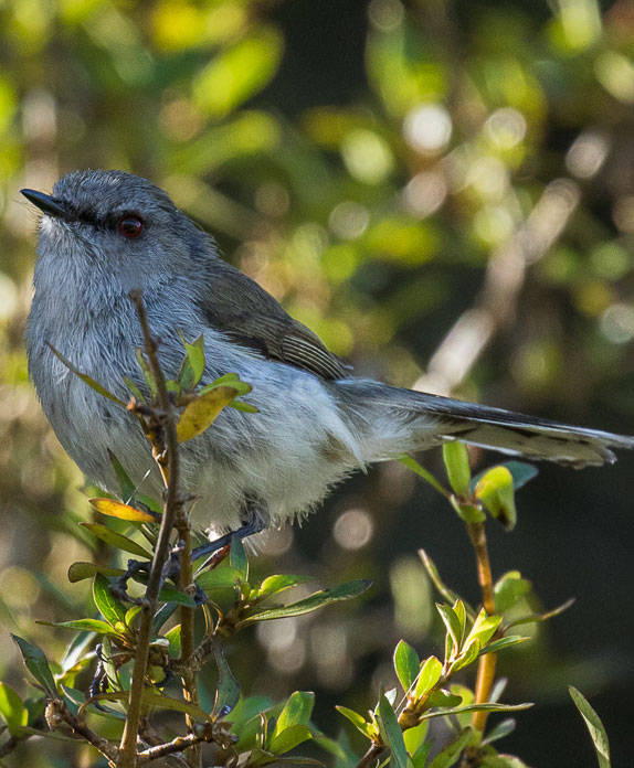 Riroriro; Grey Warbler; birds; wildlife; Brook Sanctuary