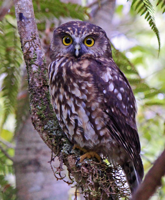 Ruru; Morepork; birds; wildlife; Brook Sanctuary