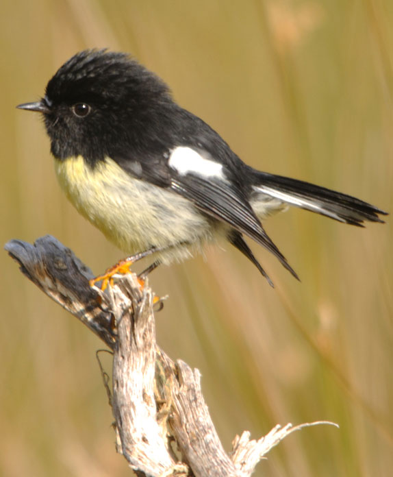 Miromiro; Tomtit; birds; wildlife; Brook Sanctuary