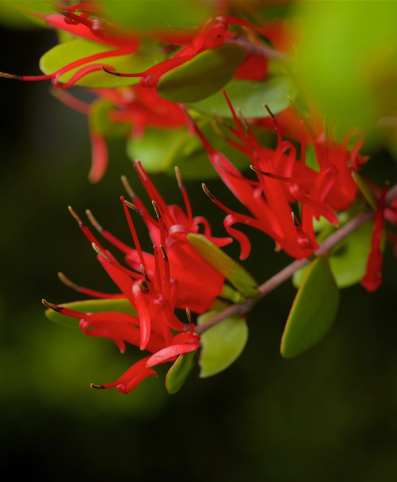 Red Mistleto; plants; wildlife; Brook Sanctuary