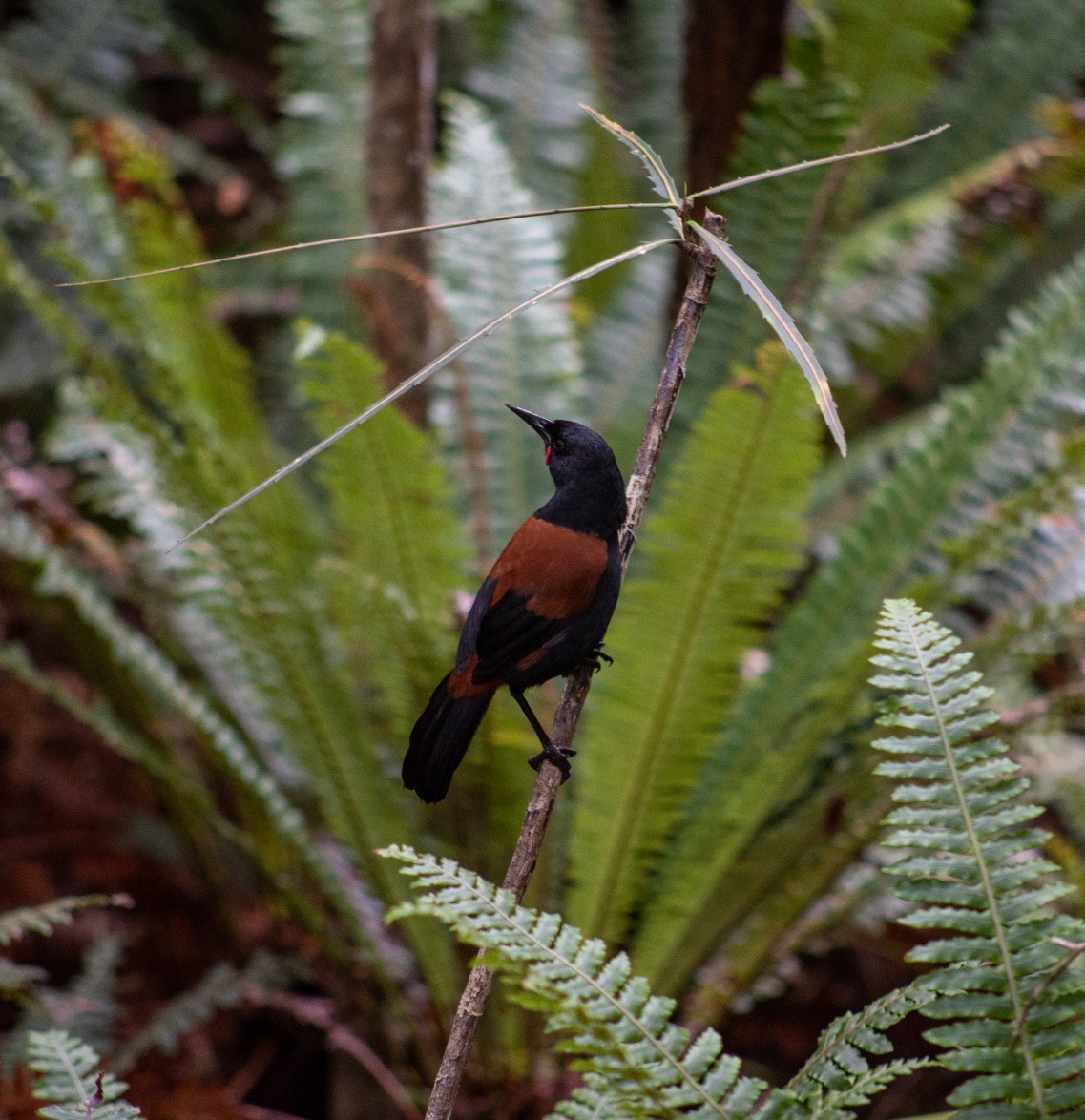 Translocation and reintroduction of tieke; tieke; saddleback; release; Brook Sanctuary; Andy MacDonald