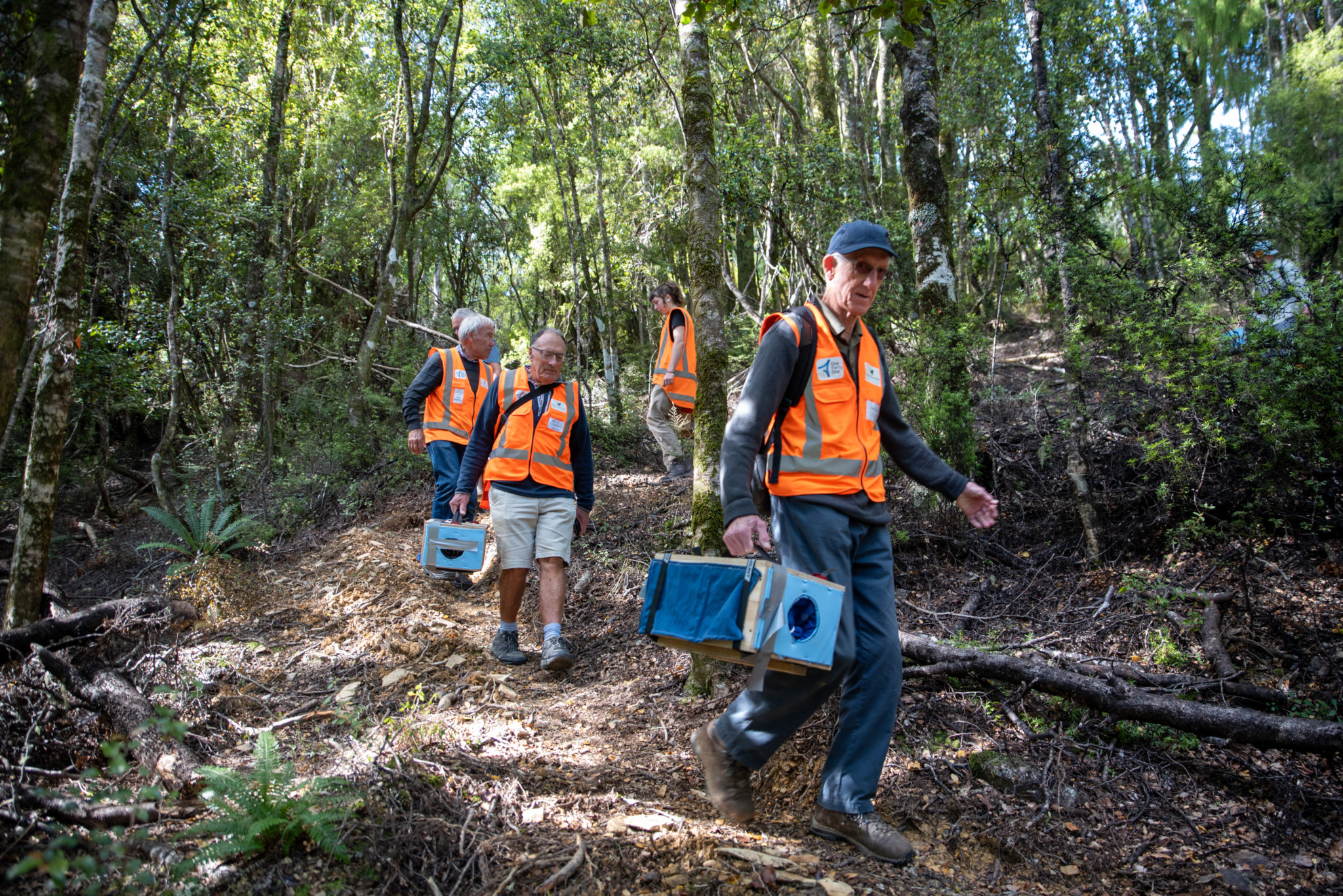 Translocation and reintroduction of tieke; tieke; saddleback; release; Brook Sanctuary; volunteers; boxes