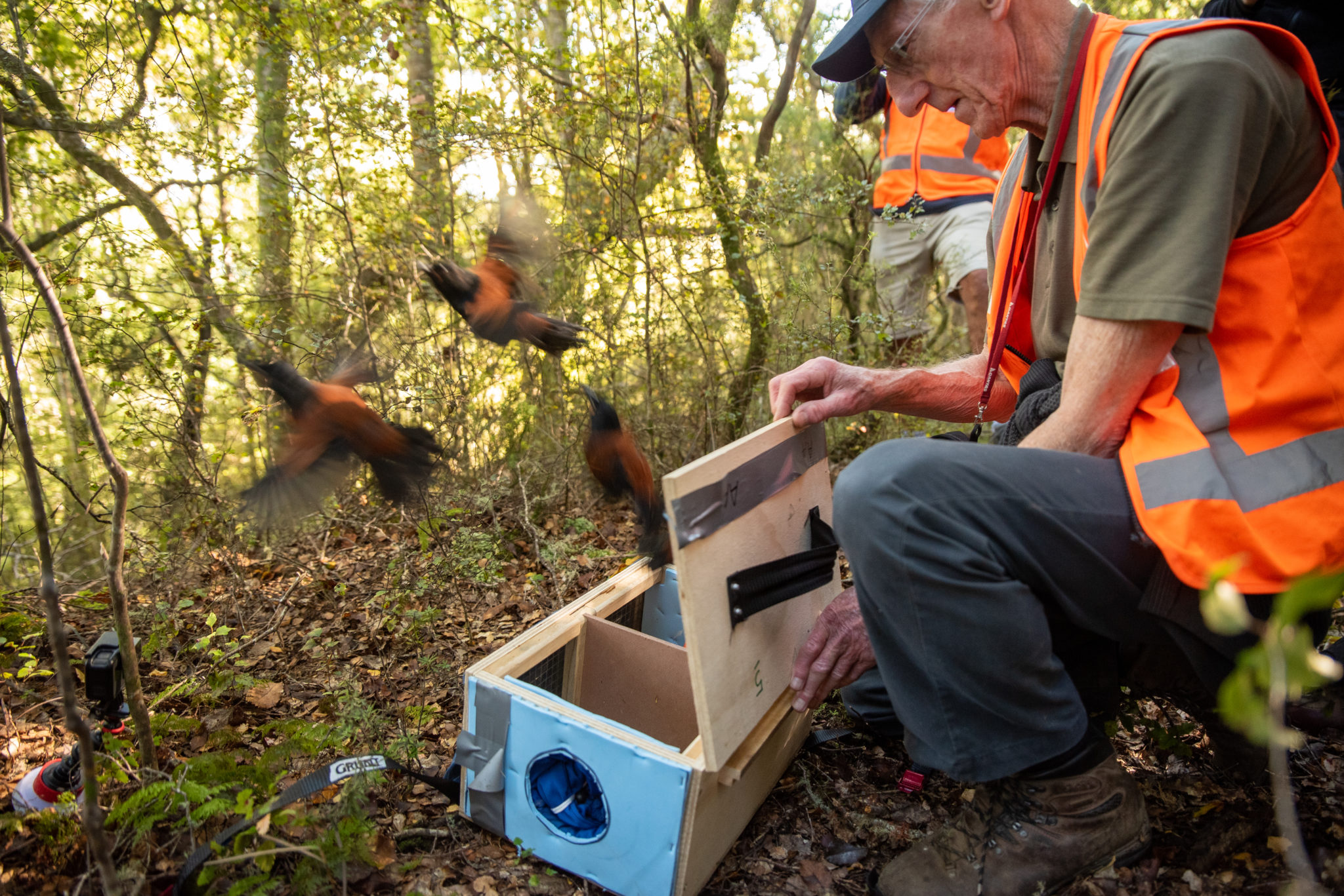 Translocation and reintroduction of tieke; tieke; saddleback; release; Brook Sanctuary; volunteers; Don Fraser; Andy MacDonald