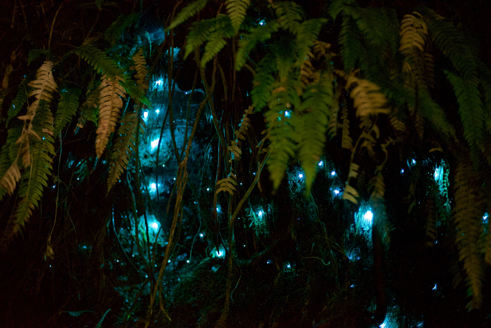 _AJM3067 - Brook Waimārama Sanctuary | Returning Nature to the Nelson Region Glowworms; bush; Brook Sanctuary; wildlife; tours; Glowworm tour a special experience