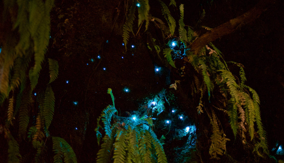 Glowworms; Bush; Brook Sanctuary; Wildlife; Tours; Glowworm Tour A Special Experience
