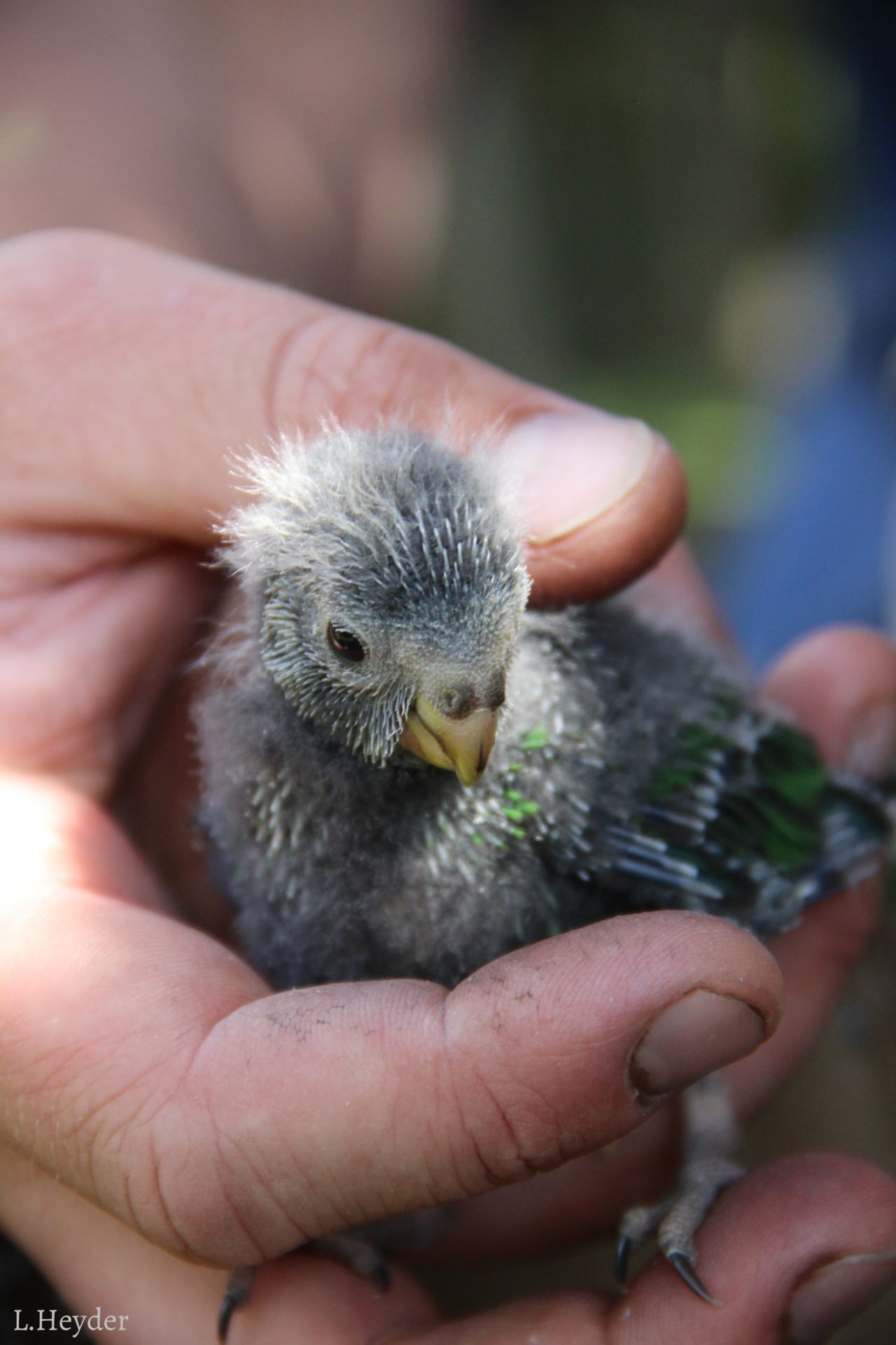 kākāriki; kākāriki karaka; orange fronted parakeet; birds; wildlife; Brook Sanctuary