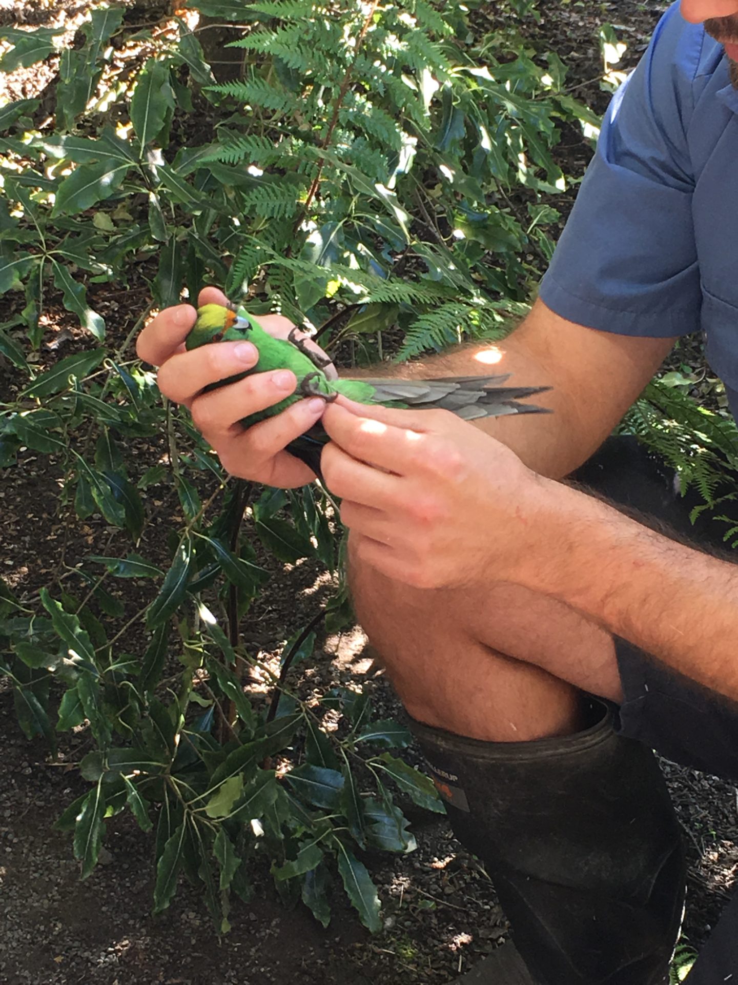 Checking male - Brook Waimārama Sanctuary | Returning Nature to the Nelson Region