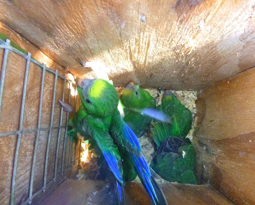 kākāriki; kākāriki karaka; orange fronted parrakeet; birds; wildlife; Brook Sanctuary