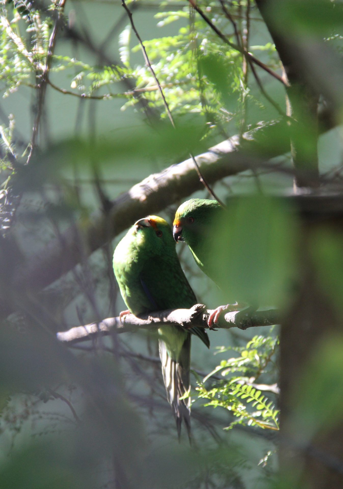 kākāriki; kākāriki karaka; orange fronted parrakeet; birds; wildlife; Brook Sanctuary