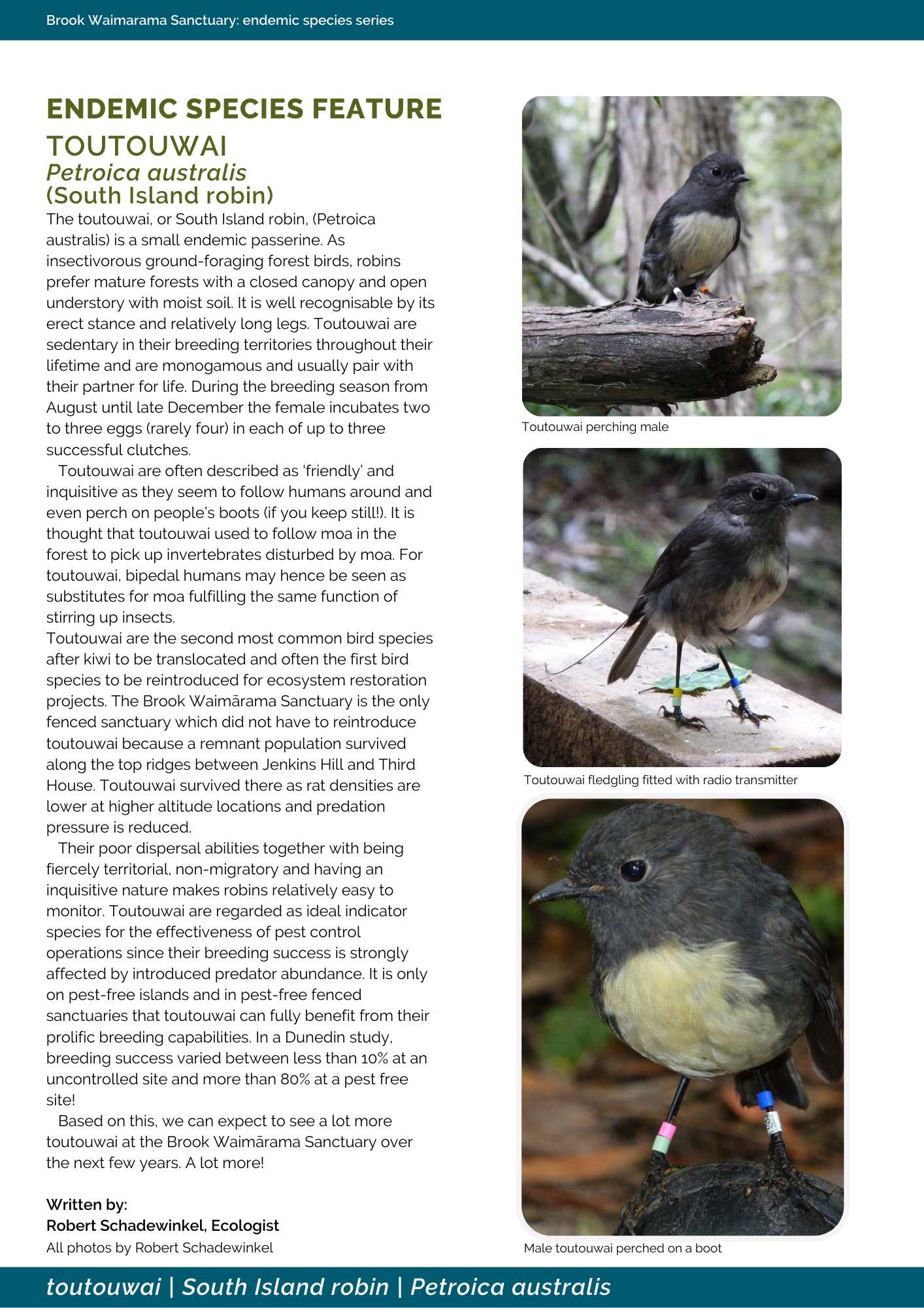 south island robin; birds; brook sanctuary