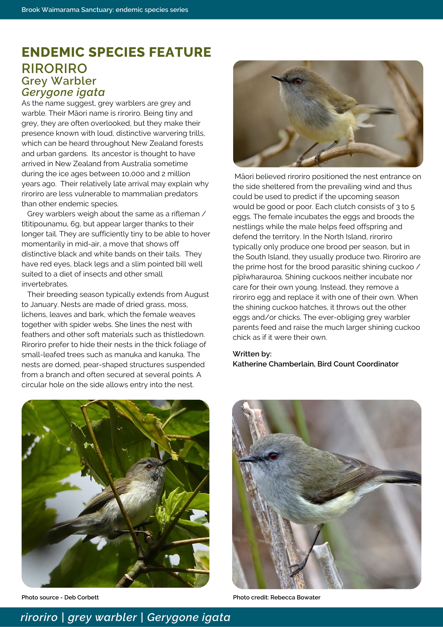 grey warbler; birds; brook sanctuary