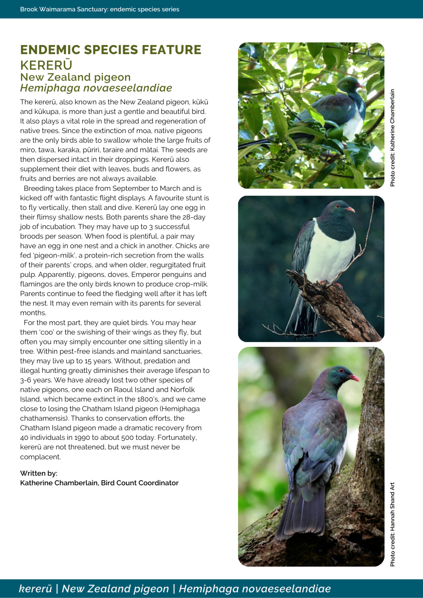 kereru; nz pigeon; birds; brook sanctuary