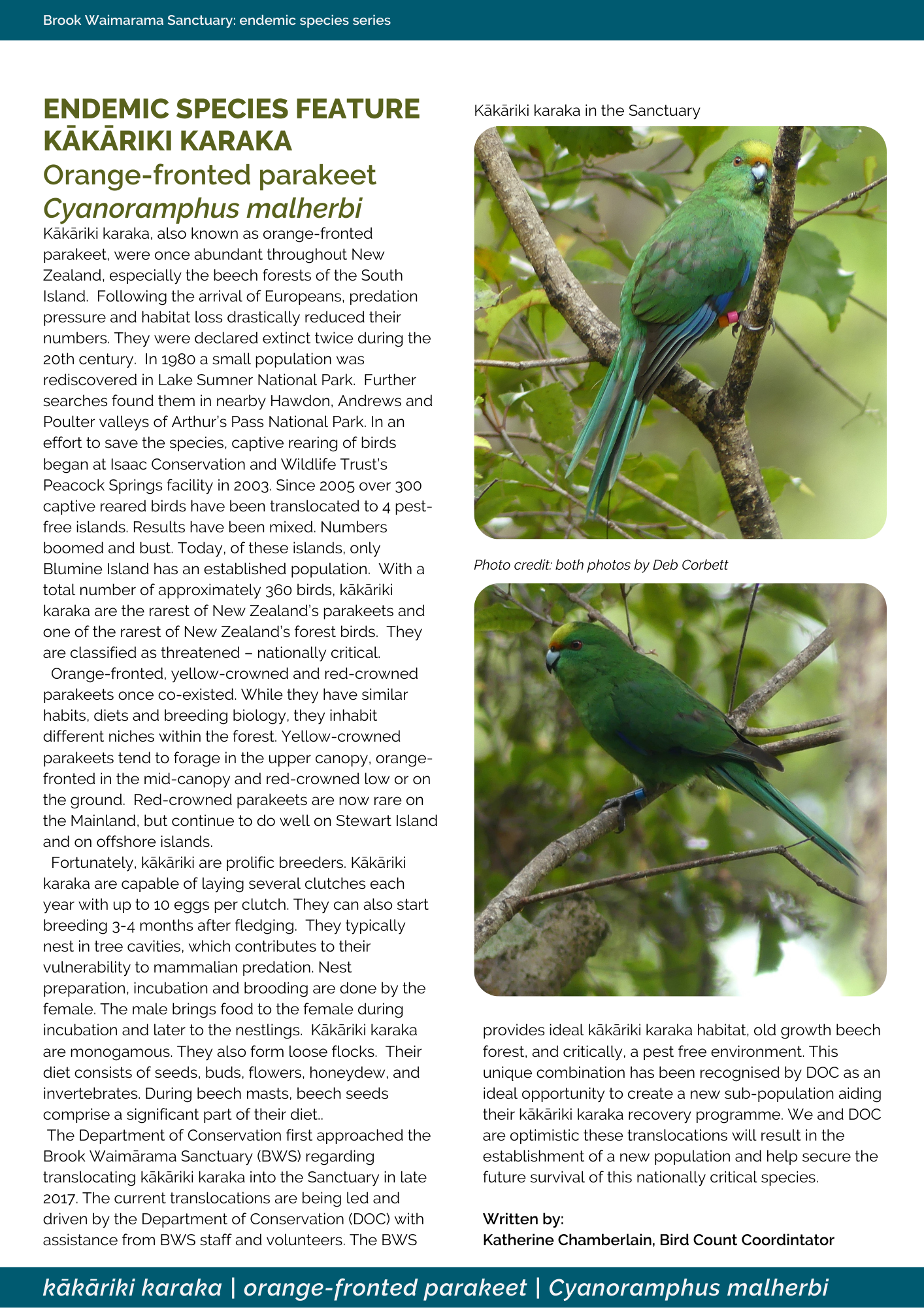 kakariki; kakariki karaka; orange fronted parrakeet