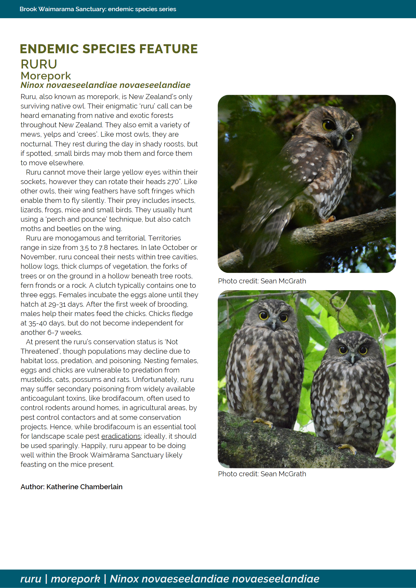 ruru; morepork; birds; wildlife; Brook Sanctuary