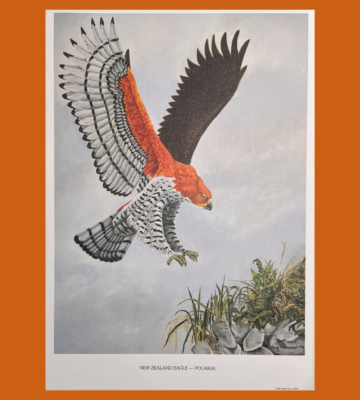 Pouakai | Haast's Eagle Prints