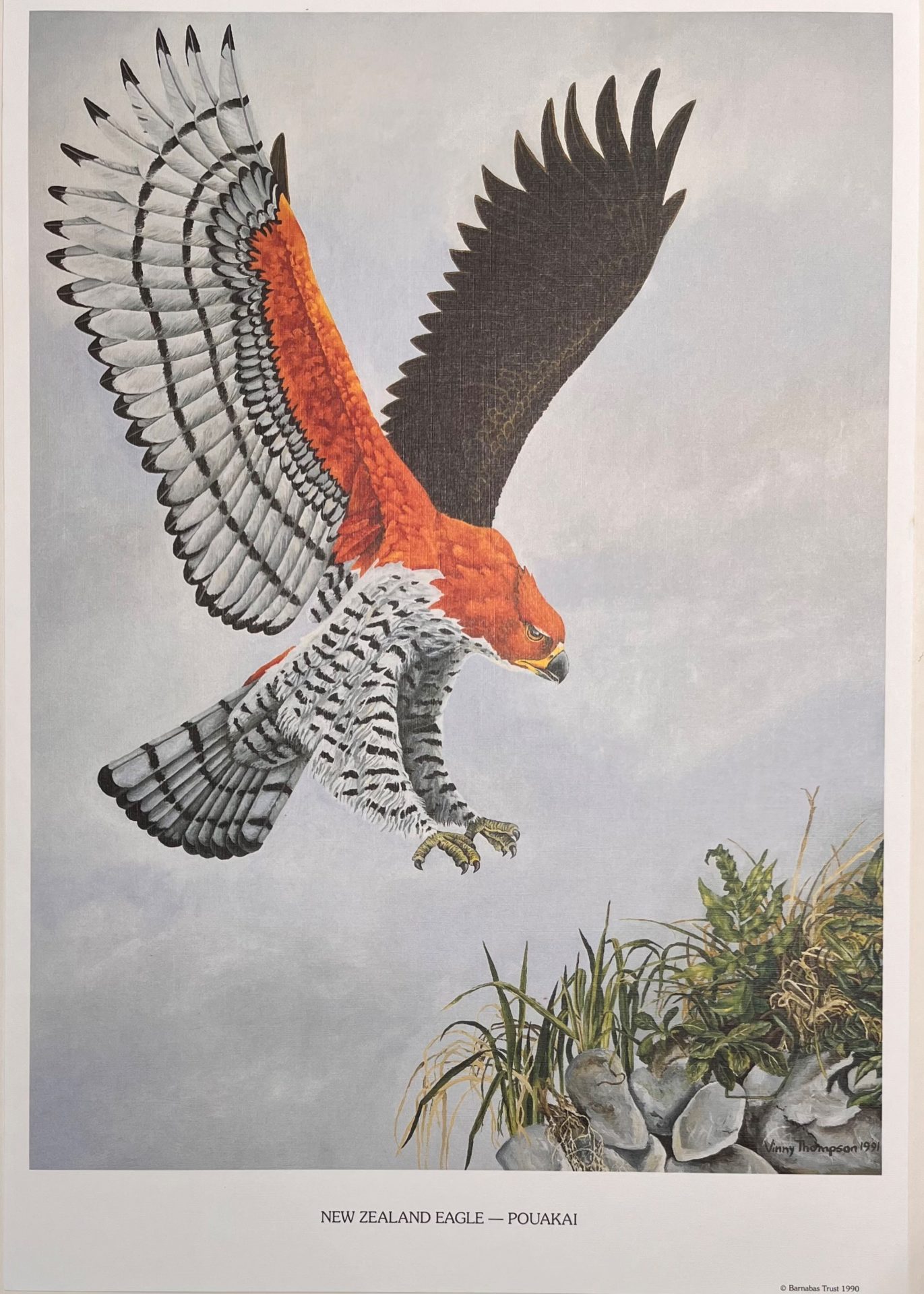Pouakai, Haast's Eagle