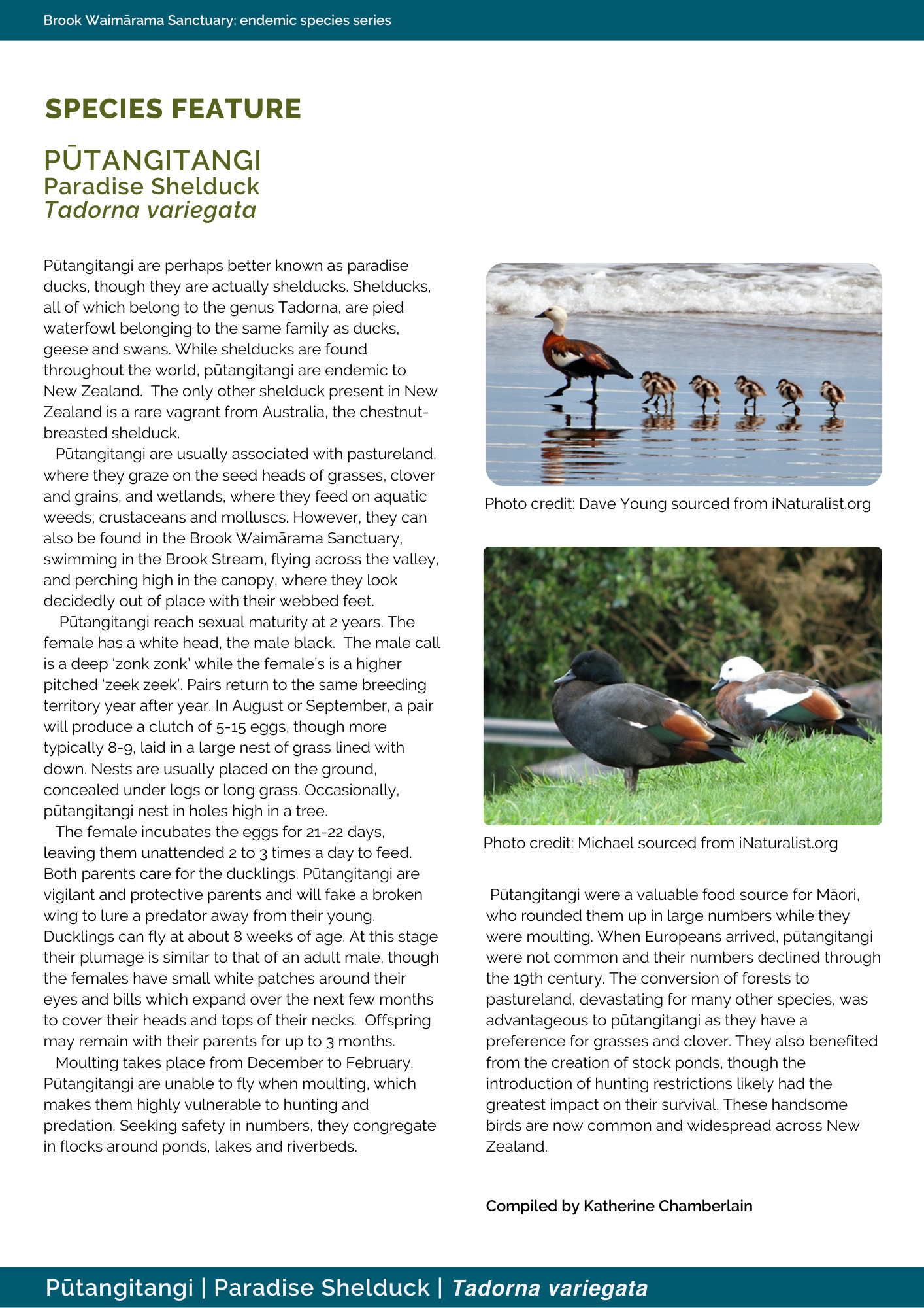 putangitangi; birds; paradise shelduck; brook sanctuary