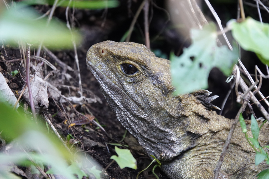 Tuatara