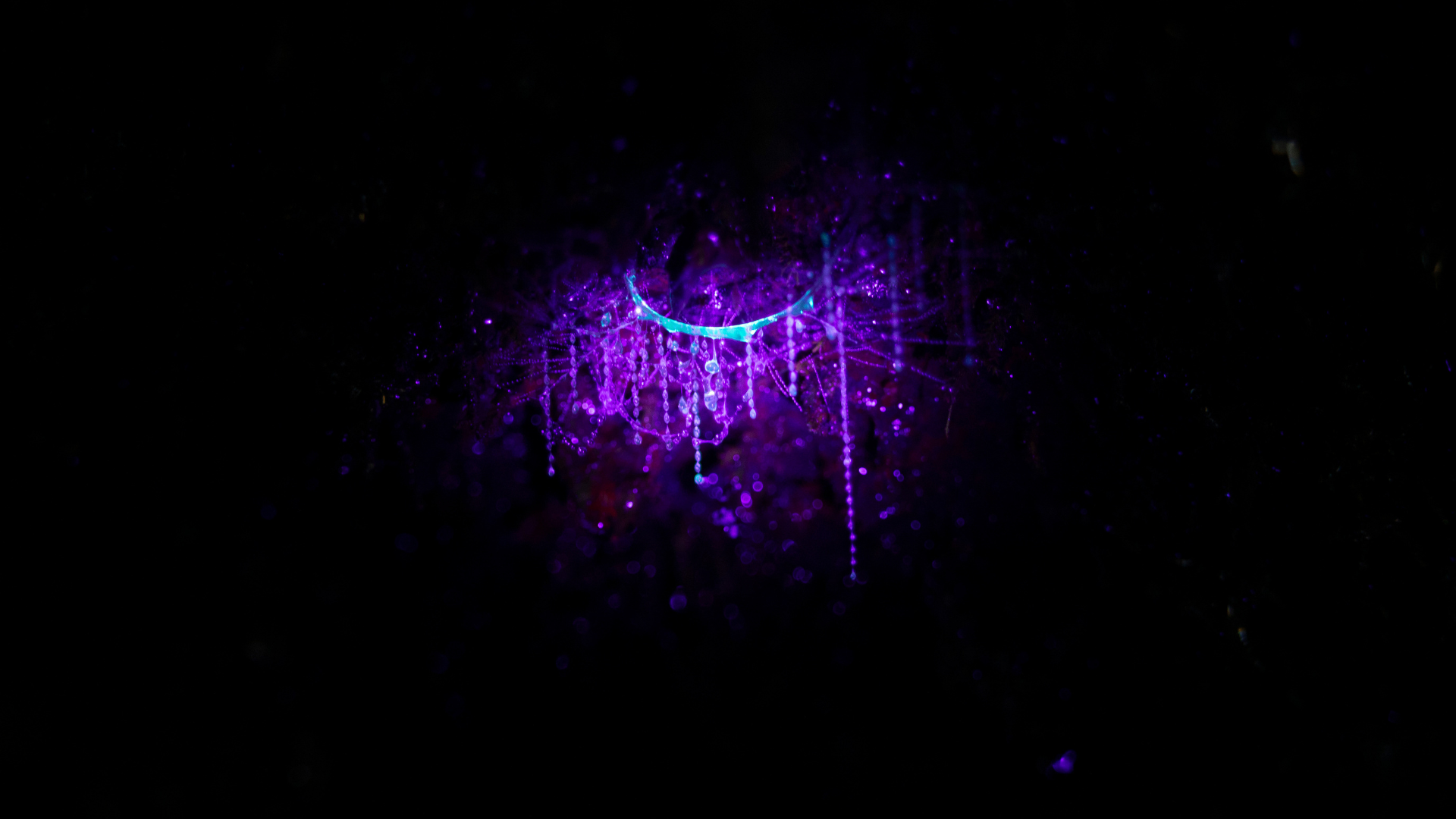 Glowworms - Brook Waimārama Sanctuary | Returning Nature to the Nelson Region