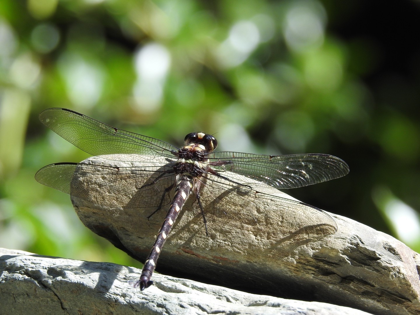 Bush Giant Dragonfly - Alistair Jerrett