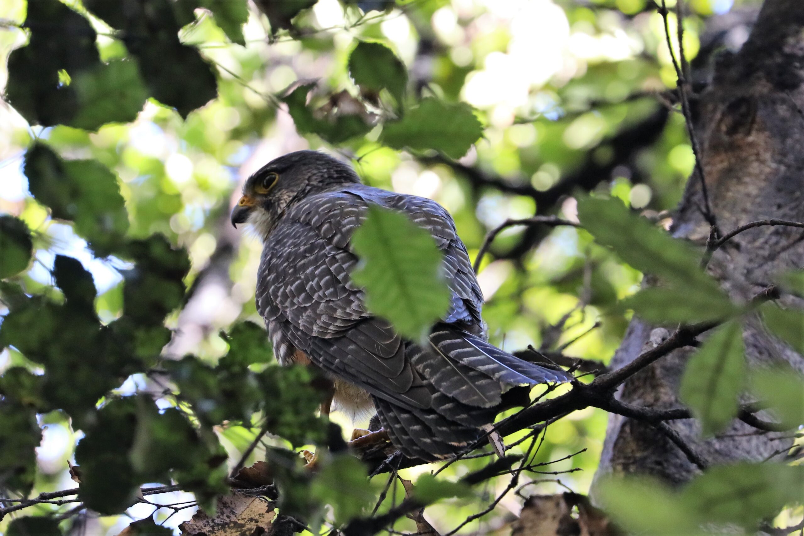 Falcon by Paul Barter