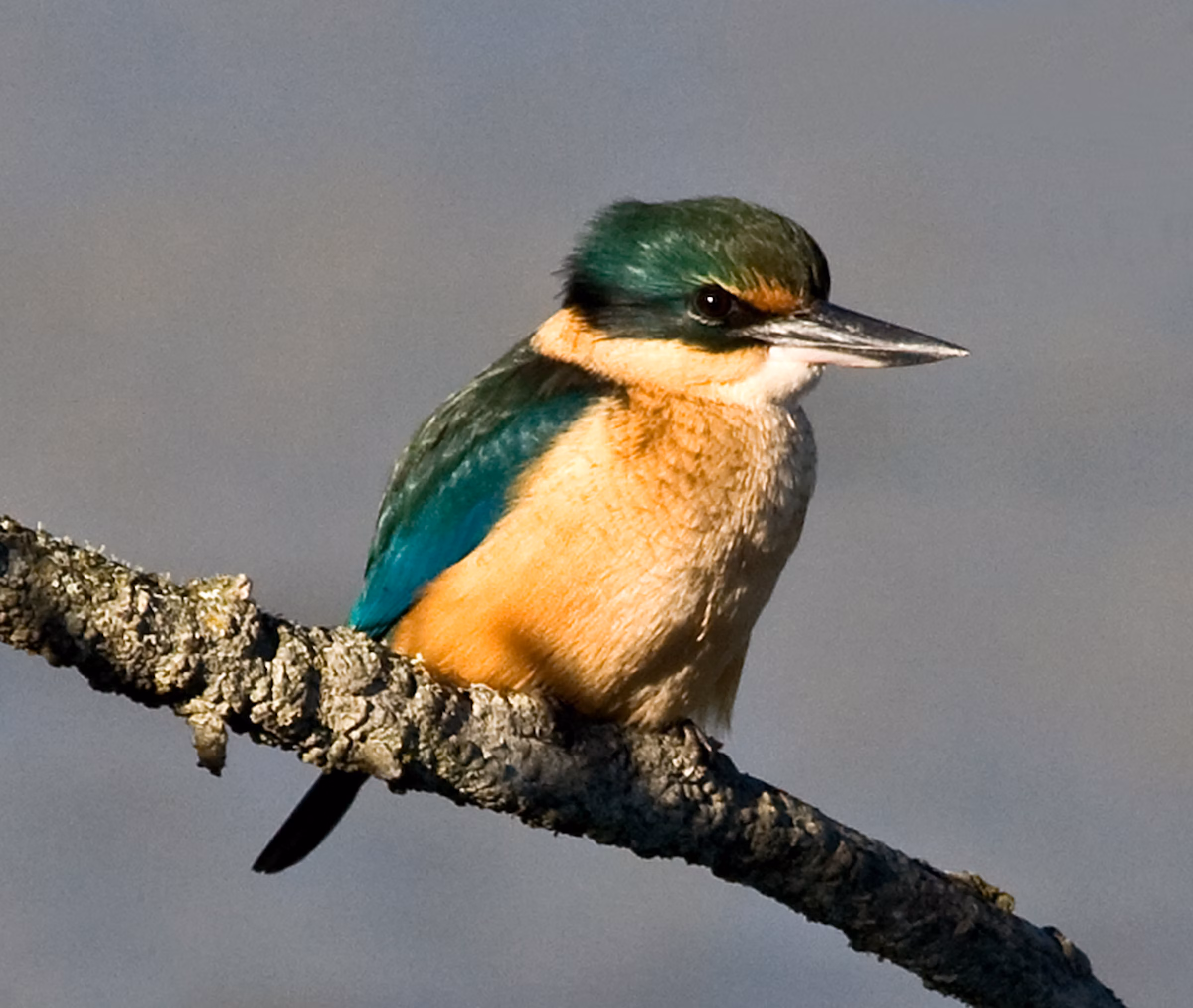 KŌTARE by Rebecca Bowater