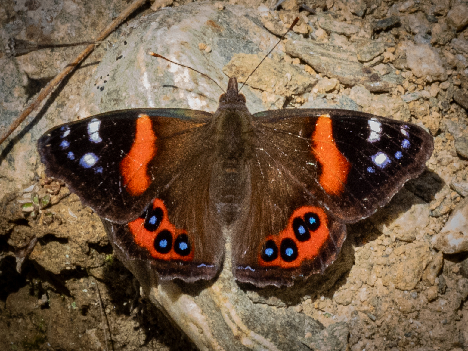 Kahukura by Lizzy Knox