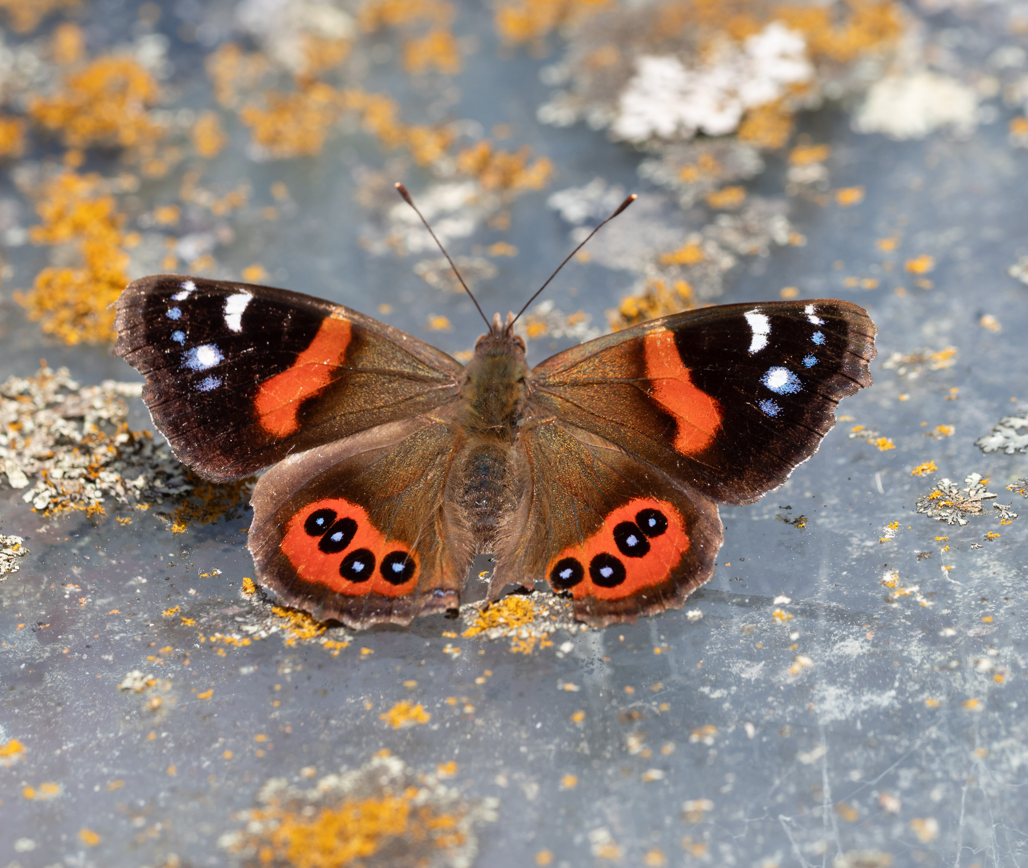 Kahukura by Luca Nikkel