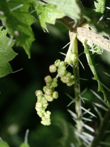 Ongaonga - by Alex Fergus