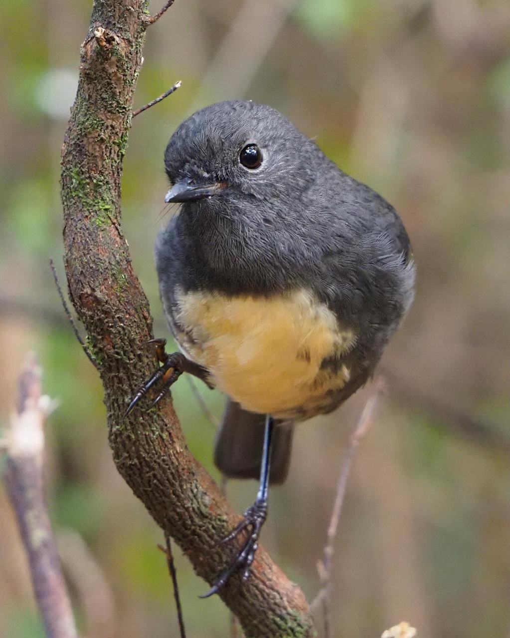 South Island Robin - Credit Deb Corbett
