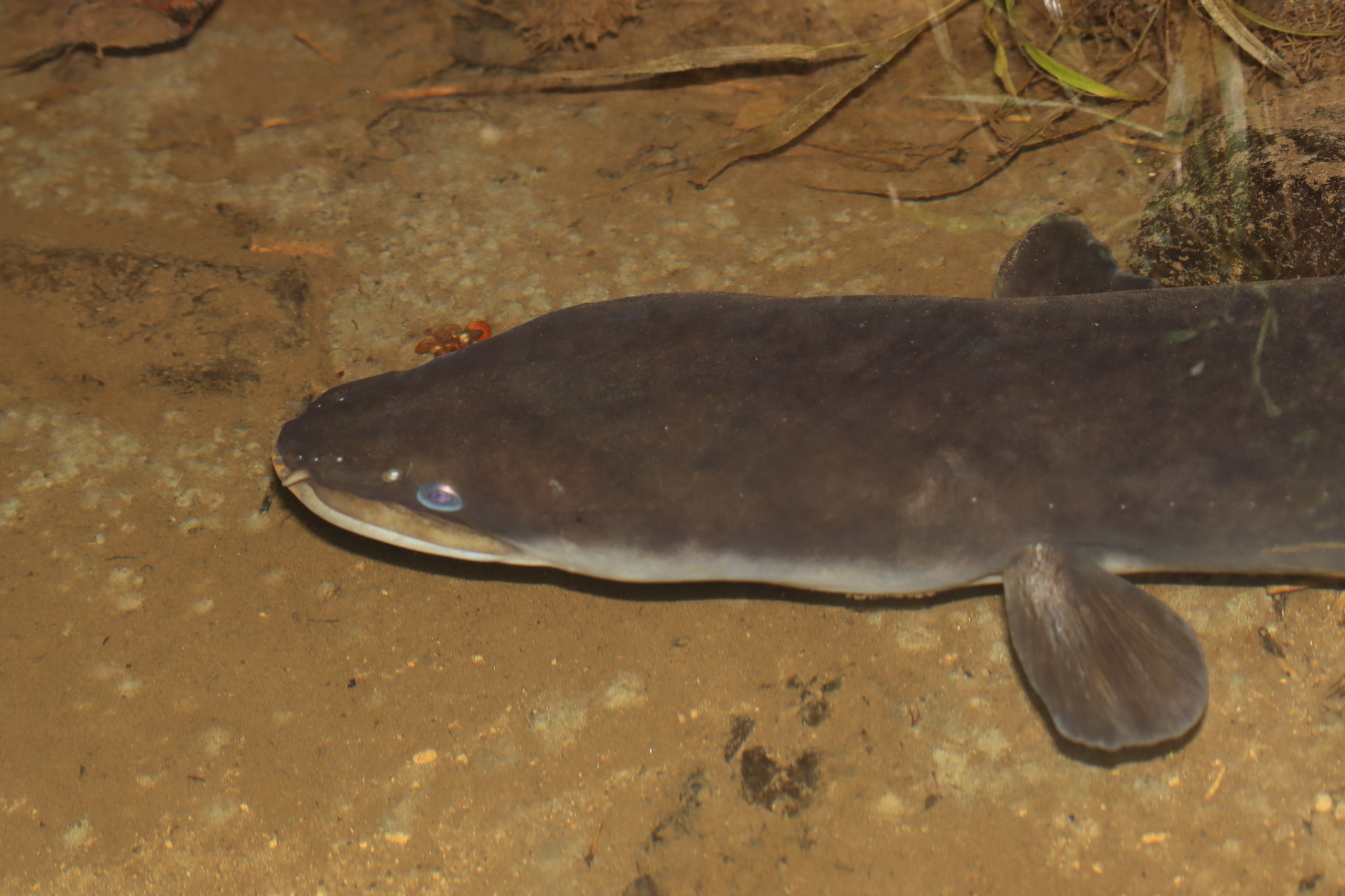 Freshwater Eel - credit jo knight, iNaturalist