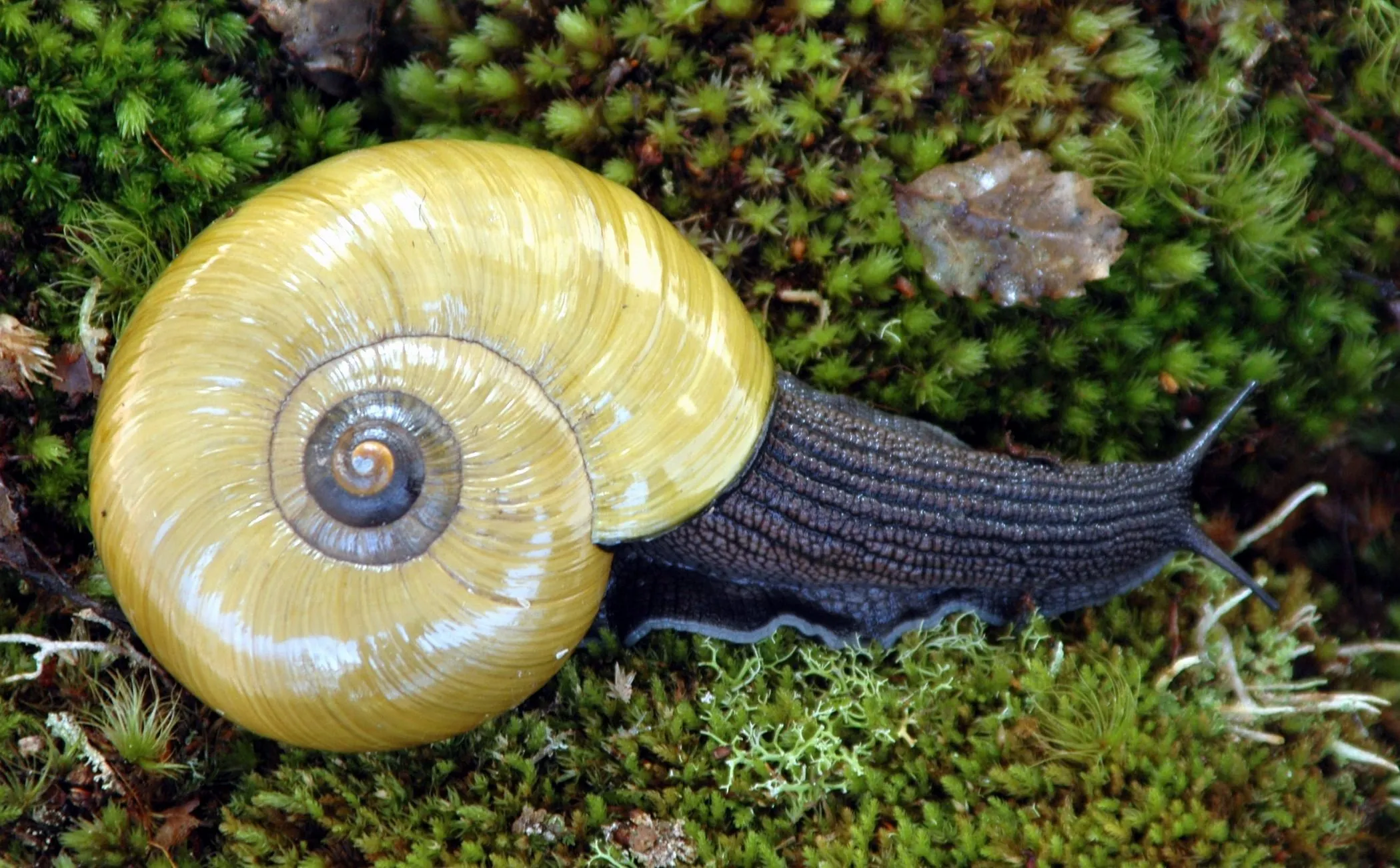 Powelliphanta