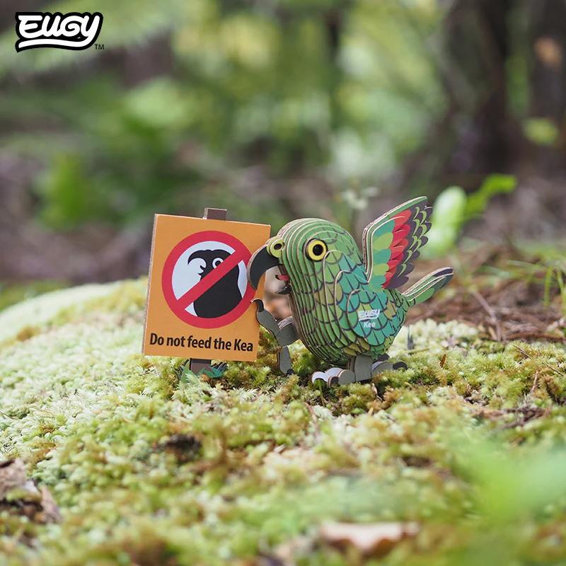 047Kea_Live2_202503 - Brook Waimārama Sanctuary | Returning Nature to the Nelson Region