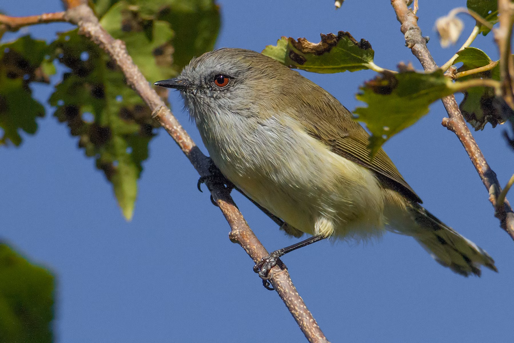 Frequently Asked Questions