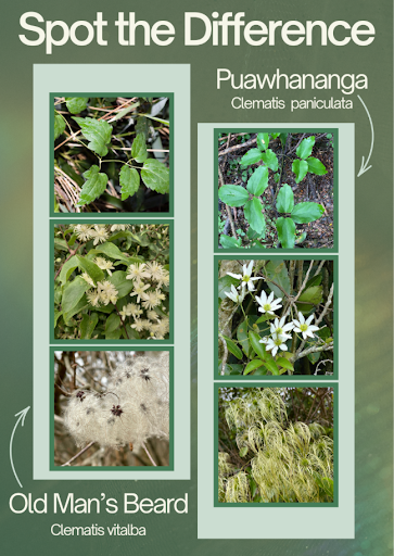 Spot the difference Old mans beard vs puawhananga